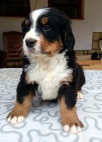 /album/a6-tyzden-6th-week/chantal-ii-jpg/